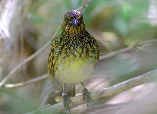 Western Bowerbird | Chlamydera guttata photo