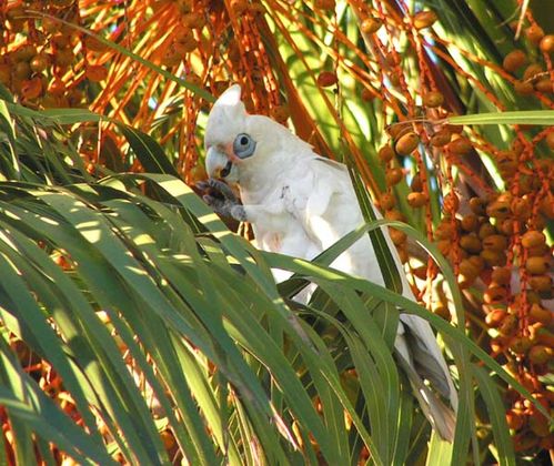 Western Corella | Cacatua pastinator photo