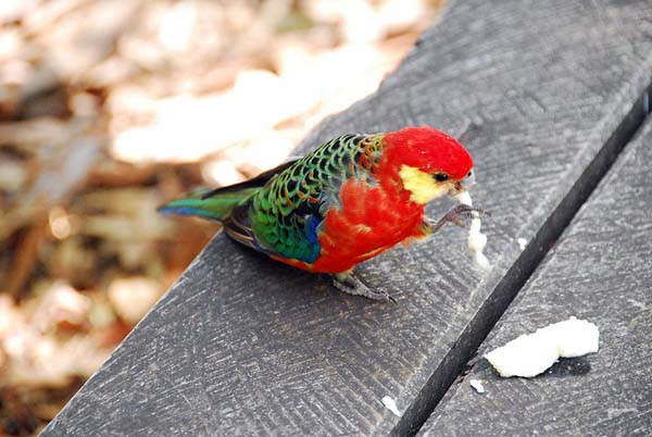 Western Rosella | Platycercus icterotis photo