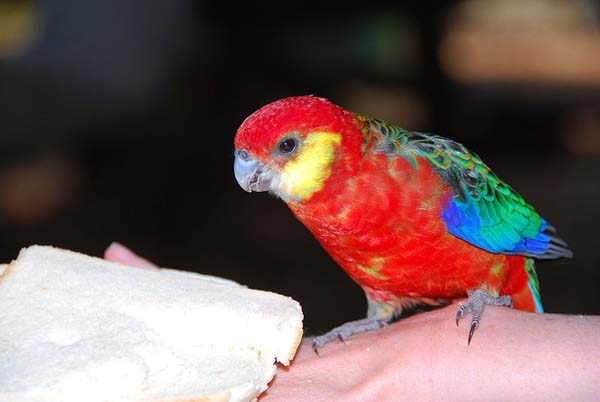 Western Rosella | Platycercus icterotis photo