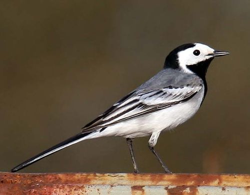 White Wagtail | Motacilla alba photo