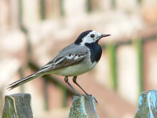 White Wagtail | Motacilla alba photo