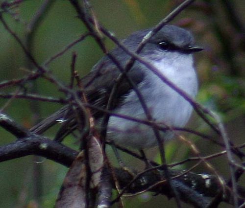 White-breasted Robin | Eopsaltria georgiana photo