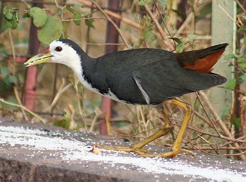 White-breasted Waterhen | Amaurornis phoenicurus photo