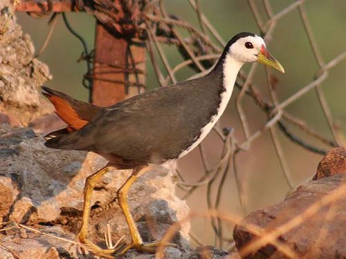 White-breasted Waterhen | Amaurornis phoenicurus photo