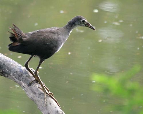 White-breasted Waterhen | Amaurornis phoenicurus photo