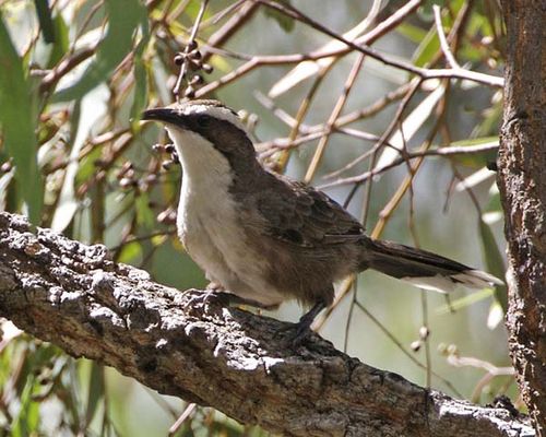 White-browed Babbler | Pomatostomus superciliosus photo