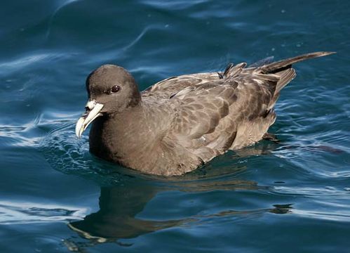 White-chinned Petrel | Procellaria aequinoctialis photo