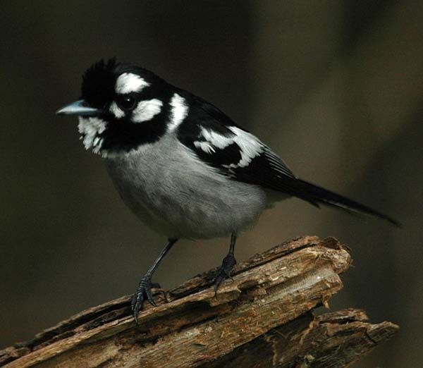 White-eared Monarch | Monarcha leucotis photo