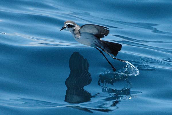 White-faced Storm-Petrel | Pelagodroma marina photo