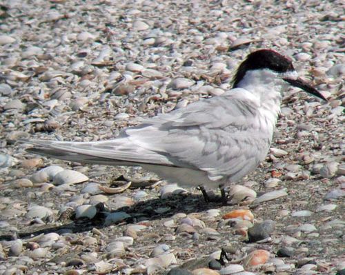 White-fronted Tern | Sterna striata photo