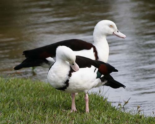 Radjah Shelduck | Tadorna radjah photo