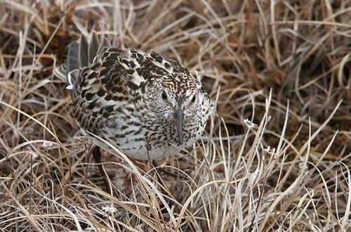 White-rumped Sandpiper | Calidris fuscicollis photo