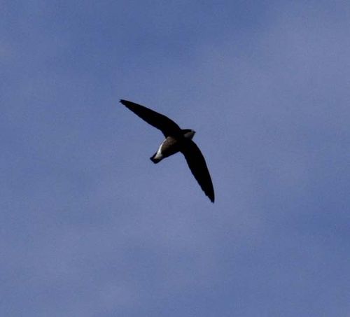 White-throated Needletail | Hirundapus caudacutus photo