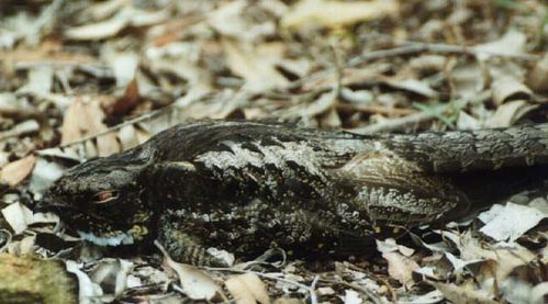 White-throated Nightjar | Eurostopodus mystacalis photo