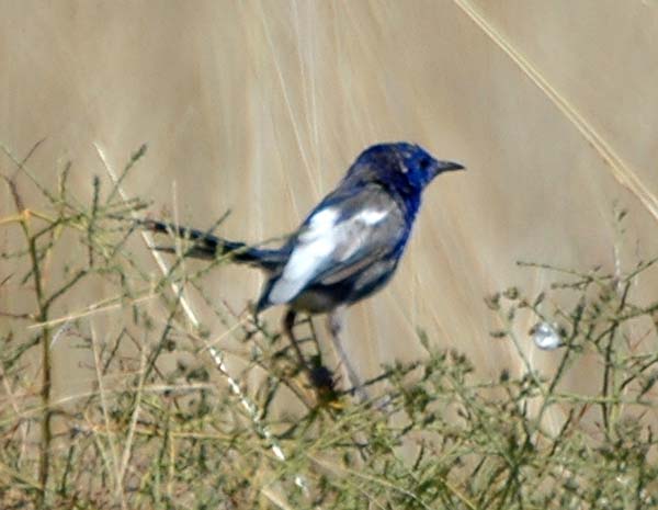 White-winged Fairy-wren | Malurus leucopterus photo