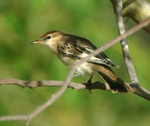 White-winged Triller | Lalage tricolor photo