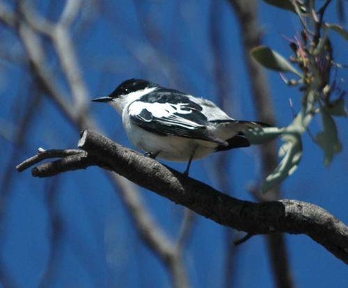 White-winged Triller | Lalage tricolor photo