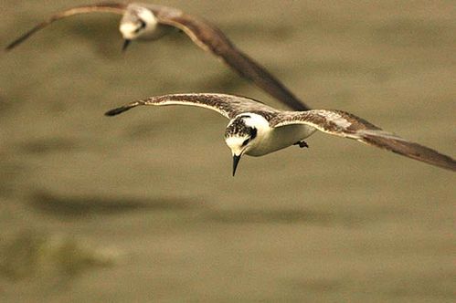 White-winged Black Tern | Chlidonias leucopterus photo