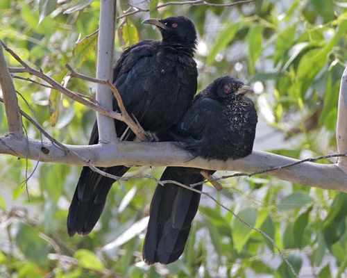 White-winged Chough | Corcorax melanorhamphos photo