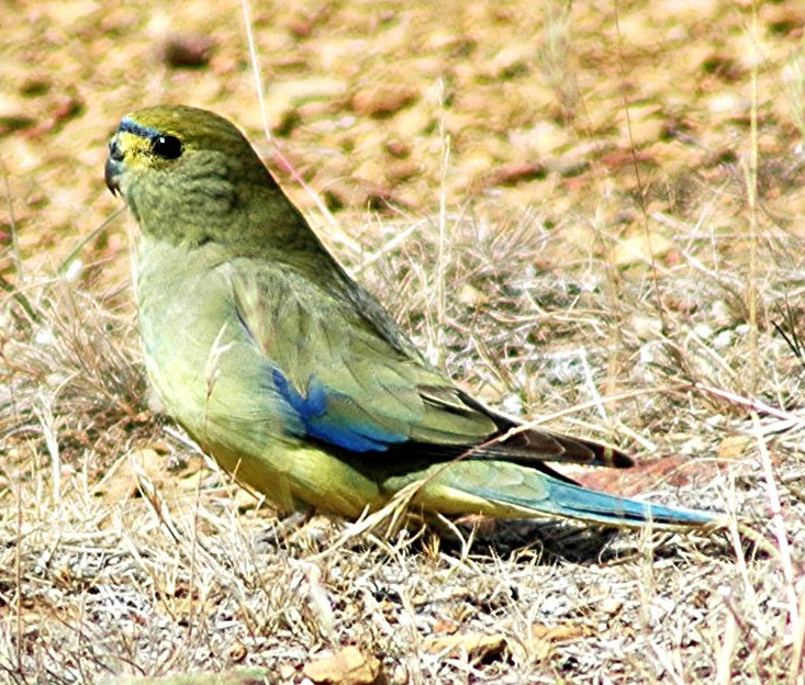 Blue-winged Parrot | Neophema chrysostoma photo