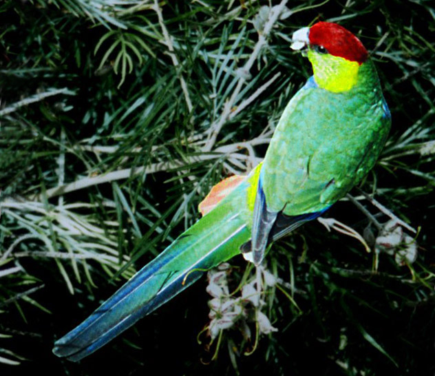 Red-capped Parrot | Purpureicephalus spurius photo