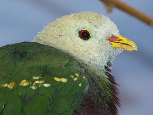 Wompoo Pigeon | Ptilinopus magnificus photo