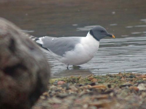 Sabines Gull | Xema sabini photo