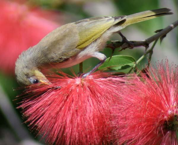 Yellow Honeyeater | Lichenostomus flavus photo