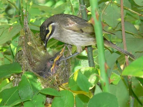 Yellow-faced Honeyeater | Lichenostomus chrysops photo