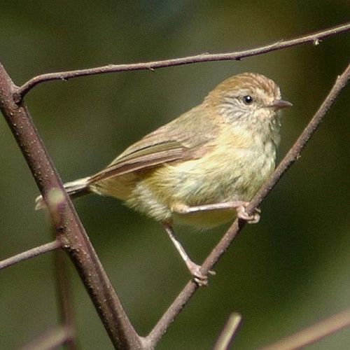 Yellow Thornbill | Acanthiza nana photo