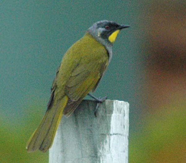 Yellow-throated Honeyeater | Lichenostomus flavicollis photo