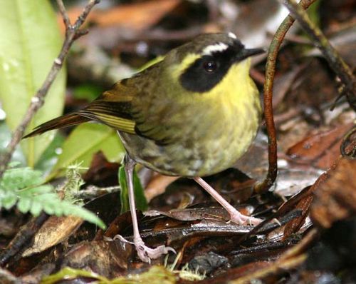 Yellow-throated Scrubwren | Sericornis citreogularis photo