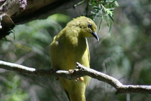 Yellow Honeyeater | Lichenostomus flavus photo