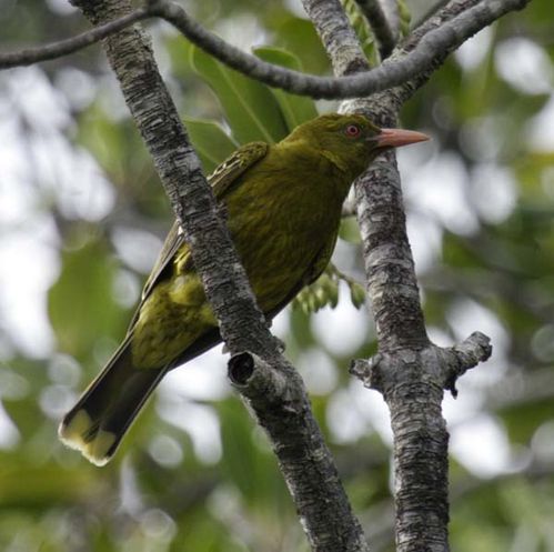 Yellow Oriole | Oriolus flavocinctus photo