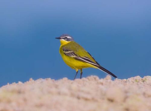 Yellow Wagtail | Motacilla flava photo