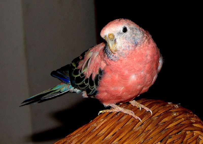 Bourke's Parrot | Neopsephotus bourkii photo