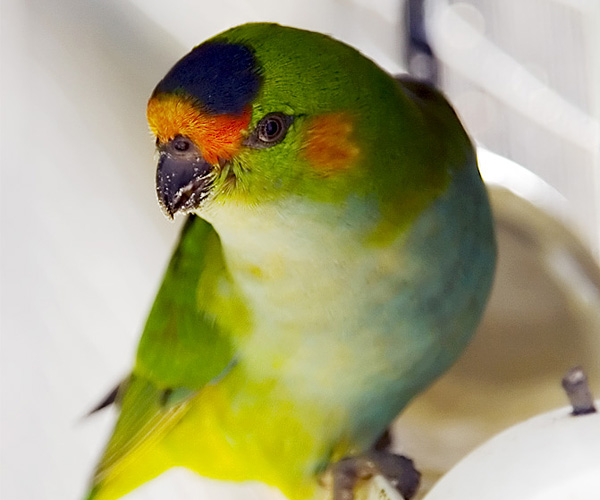 Purple-crowned Lorikeet | Glossopsitta porphyrocephala photo