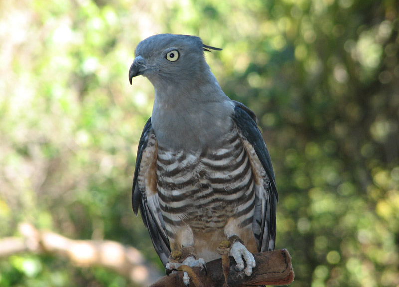 Crested Hawk | Aviceda subcristata photo