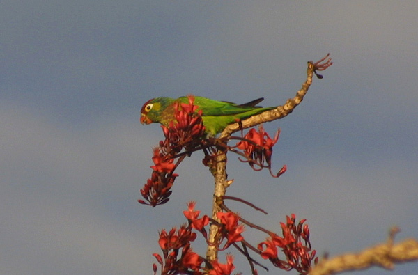 Varied Lorikeet | Psitteuteles versicolor photo