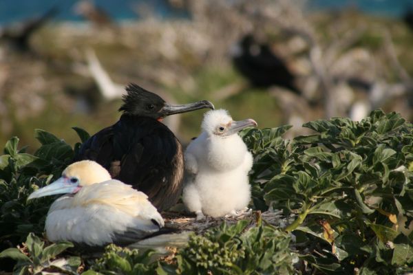 Greater Frigatebird | Fregata minor photo