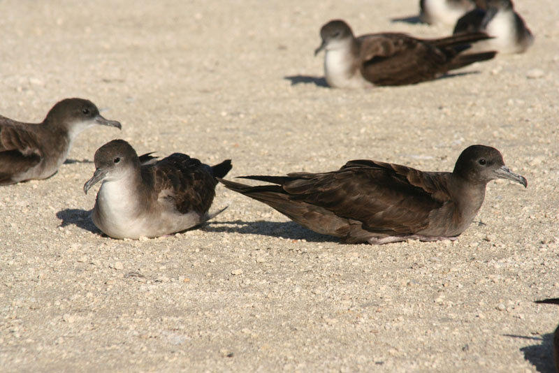 Wedge-tailed Shearwater | Puffinus pacificus photo