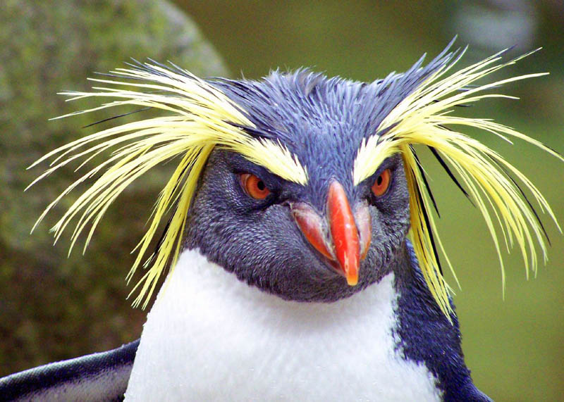 Rockhopper Penguin | Eudyptes chrysocome photo