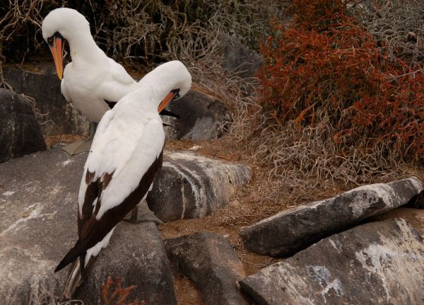 Masked Booby | Sula dactylatra photo