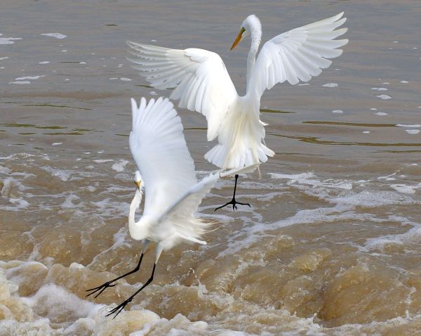 Great Egret | Ardea alba photo