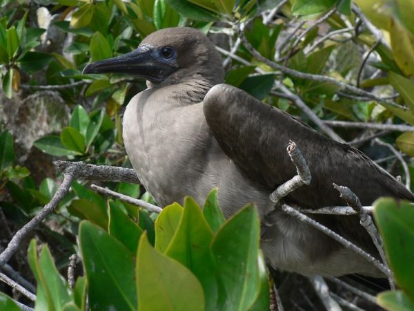 Red-footed Booby | Sula sula photo