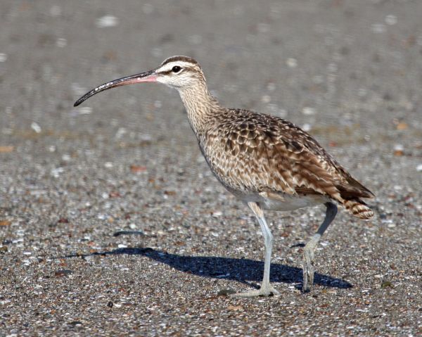 Whimbrel | Numenius phaeopus photo