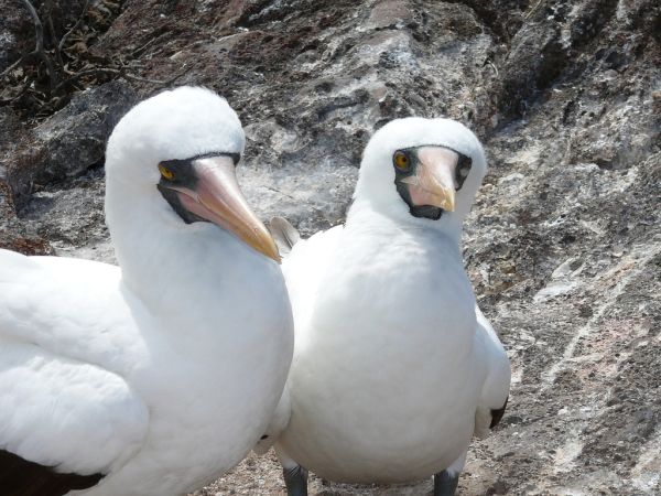 Masked Booby | Sula dactylatra photo