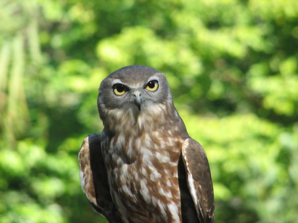 Barking Owl | Ninox connivens photo