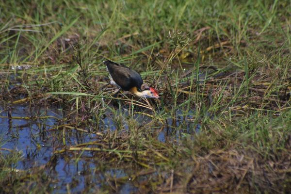 Comb-crested Jacana | Irediparra gallinacea photo